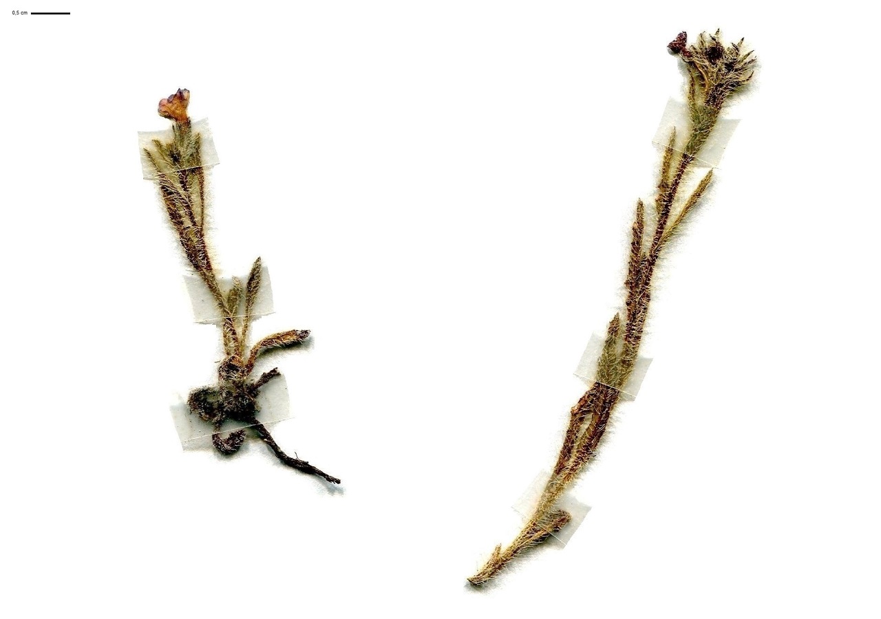 Lycopsis arvensis (Boraginaceae)